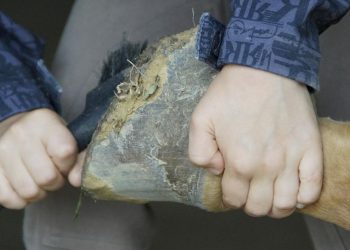 Huffestiger für das Pferd | Keralit, THM & Leovet Hufstabil