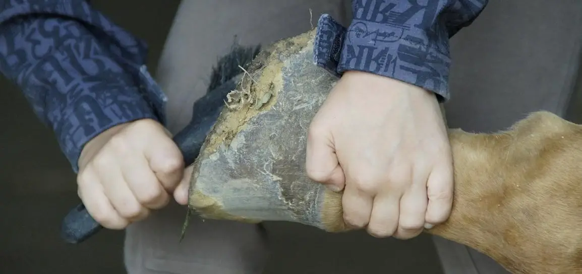 Pferdehuf Huffestiger hilft gegen strapazierten Huf