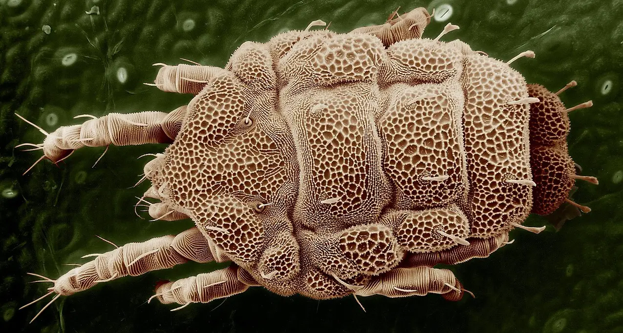 So sieht eine Milbe aus Details zur Milbe