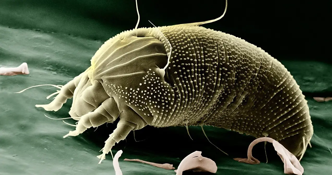 Nahaufnahme Milben Milbe