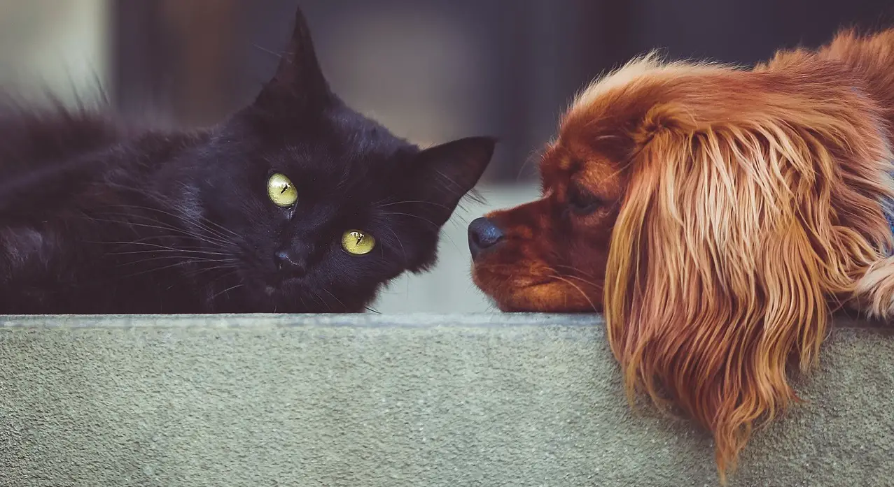 Hund und Katze tiere boden