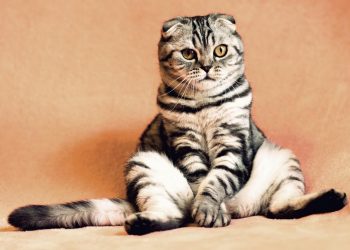 Tierhaarstaubsauger Test | Staubsauger für Tierhaare & Hundehaare