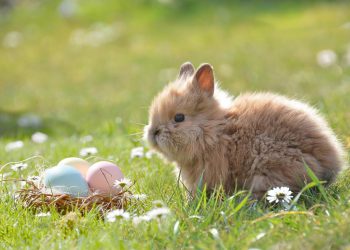 Eier kochen an Ostern zum Färben & Bemalen (Anleitung)